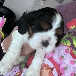 Cocker Spaniel Puppies from Southern Family Kennel