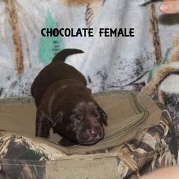 Labrador Retriever Puppies from Copper Creek Outfitters and Kennel