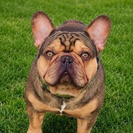 Siren - French Bulldog