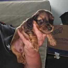 Boy 3 - Dapple male Dachshund puppy in Lansing, Michigan from Black Thunder 517 Dachshunds and frenchies