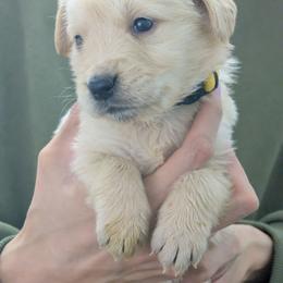 Puppy 4 - Golden male Golden Retriever puppy in San Tan Valley, Arizona from Top Gun Golden Retrievers