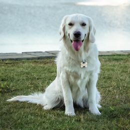 Prim - Golden Retriever