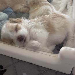 Girl Parti - White and tan female Morkie puppy in Alpharetta, Georgia from Morkies of Milton