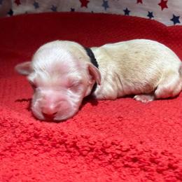 MWM4 cream or red - Cream male Dachshund puppy in Carthage, Texas from Rafter C Ranch Doxies