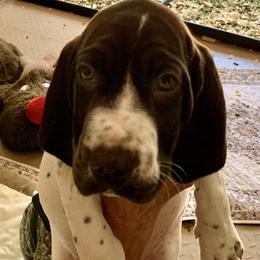 Girl 1 - female German Shorthaired Pointer puppy in Richmond, Texas from Southern Star GSP/Stern des Südens