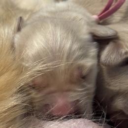 Girl 2 - female Golden Retriever puppy in Oklahoma City, Oklahoma from Shire Springs Kennels