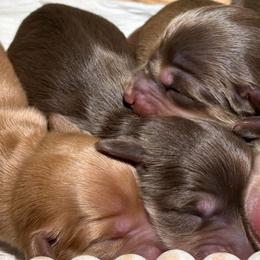 Boy 3 - Chocolate and cream male Dachshund puppy in Bald Knob, Arkansas from Victoria’s Dachshunds