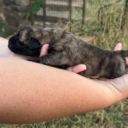 Girl 1 - Brindle female Mastiff puppy in Carthage, Missouri from Mama’s Mastiffs