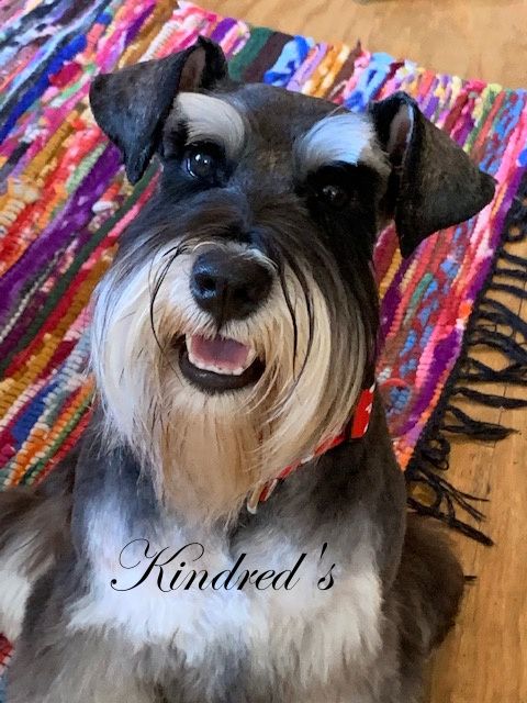 Baby bow hotsell wow schnauzers