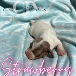 Dachshund Puppies from Camacho_Dachshunds
