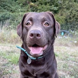 Dilute Retrievers and Labrador Retrievers from Redfearn Retrievers