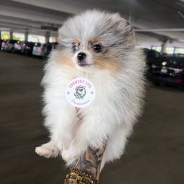 Pomeranian Puppies from Country Life Pomeranians