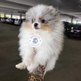 Pomeranian Puppies from Country Life Pomeranians