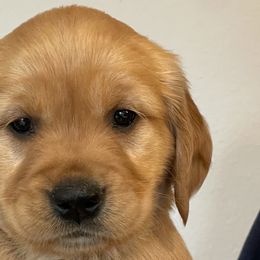 Willow - Dark golden Golden Retriever puppy in Roseburg, Oregon from Elevation Retrievers