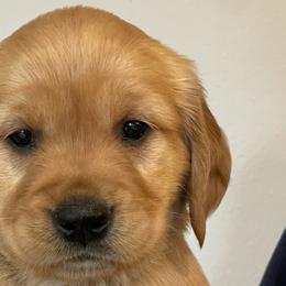 Willow - Dark golden Golden Retriever puppy in Roseburg, Oregon from Elevation Retrievers