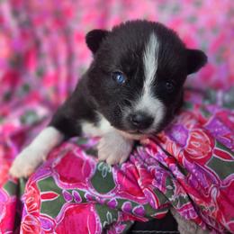 Winslow - Tri-color female Pomsky puppy in Mc Callsburg, Iowa from SZ Rolling Acres LLC