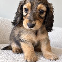 Waylon - Black and cream male Dachshund puppy in Tucson, Arizona from Dachshund Family Co.