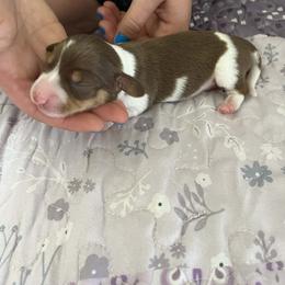 Boy 3 - Chocolate and tan male Dachshund puppy in Michigan from Amberly's Dachshunds