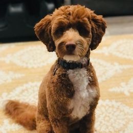 Nova - Goldendoodle