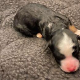Girl 2 - Black tri-color Aussiedoodle puppy in Southfield, Michigan from I Love Lucy's Doodles