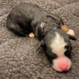 Girl 2 - Black tri-color Aussiedoodle puppy in Southfield, Michigan from I Love Lucy's Doodles