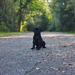 Zmey (Black Collar) - Black male Cane Corso puppy in Houston, Texas from Zenith Cane Corso