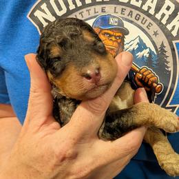 Waylon - Blue merle male Aussiedoodle puppy in Yacolt, Washington from Aussiedoodles by Maggie