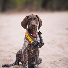 German Shorthaired Pointer Puppies from Dem Feuerhaus Gun Dogs