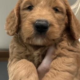 Ray - Apricot male Goldendoodle puppy in Headland, Alabama from Amber Moon Goldendoodles