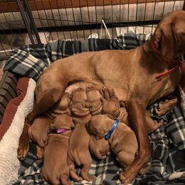 Vizsla Puppies from SkoglundFarm Vizslas