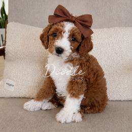 Bloom - Red  female Goldendoodle puppy in Gilbert, Arizona from Doodle Bliss
