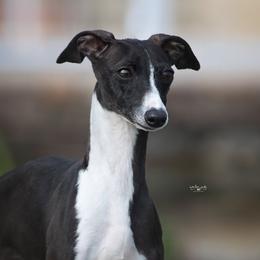 Voodoo - Italian Greyhound