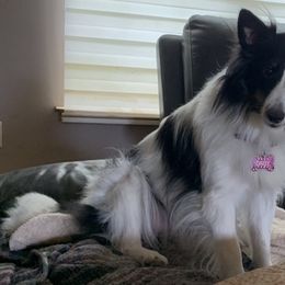 Daisy - TBD