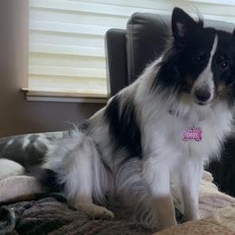Daisy - TBD