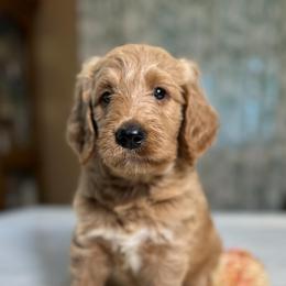 Basil - Apricot female Goldendoodle puppy in Osage City, Kansas from Golden Ridge Goldens