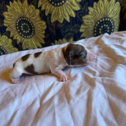 Girl 2 - Piebald female Dachshund puppy in Fallon, Nevada from Butterbean Dachshunds