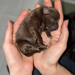 Miniature Schnauzer Puppies from Pawesome Pups