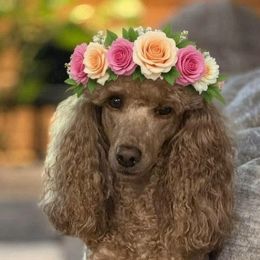 Poodles from Country Acre Poodles