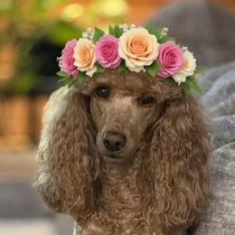 Poodles from Country Acre Poodles