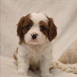 Oshi - Blenheim male Cavalier King Charles Spaniel puppy in Broxton, Georgia from King of the Hill Cavaliers