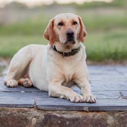 Evie - Labrador Retriever