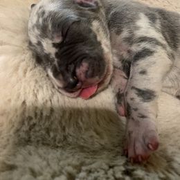 Turtle - Merle male Great Dane puppy in Somerset, Ohio from Quarter Creek Danes
