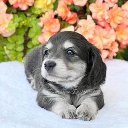 Dachshund Puppies from River Run Dachshunds