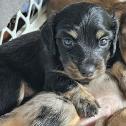 Black and cream brindle male - Black and cream male Dachshund puppy in Trade, Tennessee from TN Miniature Dachshunds & Basset Hounds