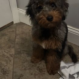 Diesel - Merle male Cockapoo puppy in Dahlonega, Georgia from Loveable Cockapoos