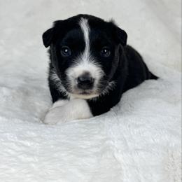Henry - Black & white male Miniature Australian Shepherd puppy in Bedias, Texas from JSK Aussie and Cavaliers