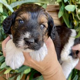 Kai - Tri-color male Bernedoodle puppy in Superior, Arizona from Mountain Bridge Doodles