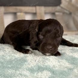 Latte - Liver female Miniature Schnauzer puppy in Hockley, Texas from Dixieland Miniature Schnauzers