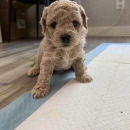 Cash (Green) - Apricot male Poodle puppy in Beeville, Texas from Casa de Curls