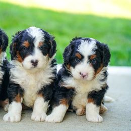 Bernedoodle Puppies from Down Home Doodle